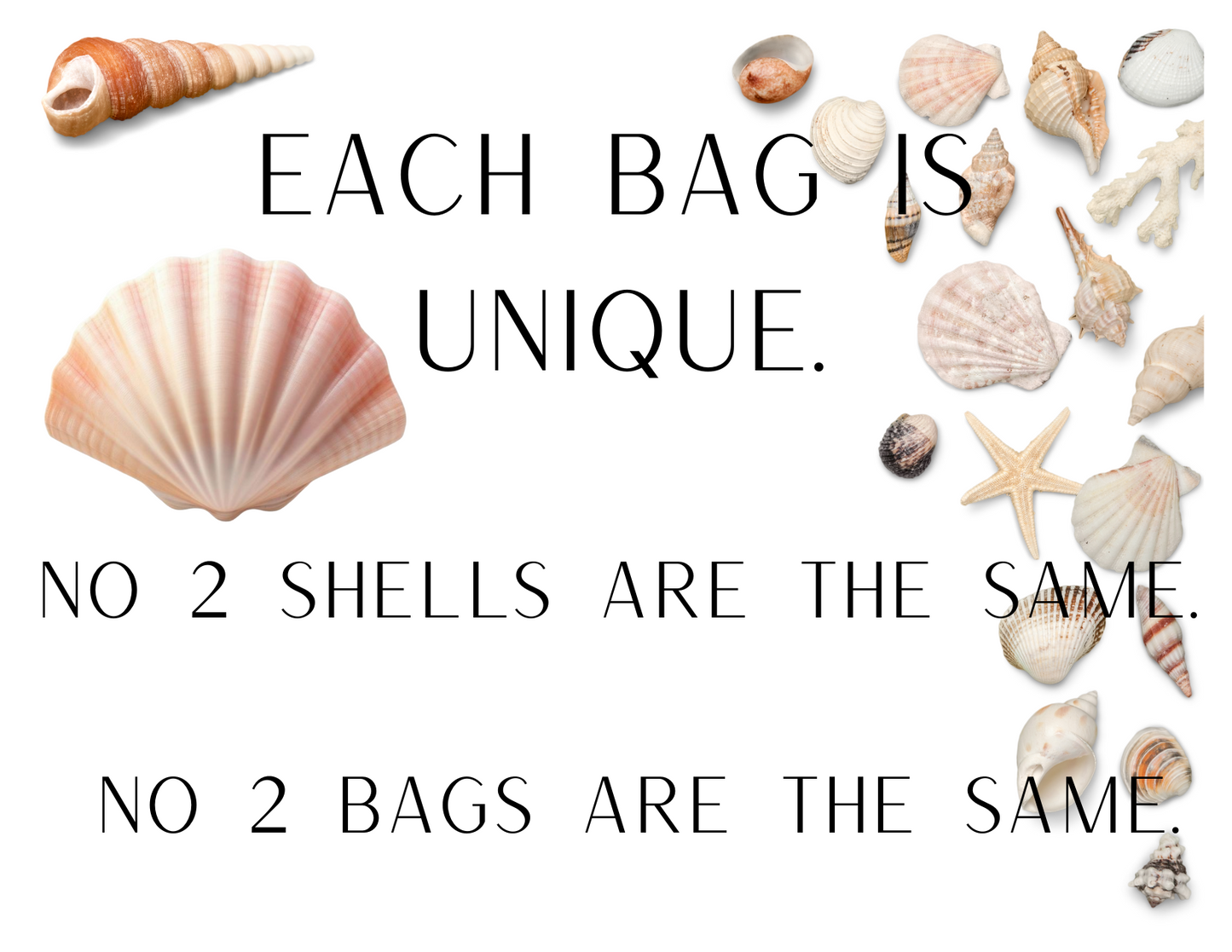 Shell Shipped Seashell Gift Bag