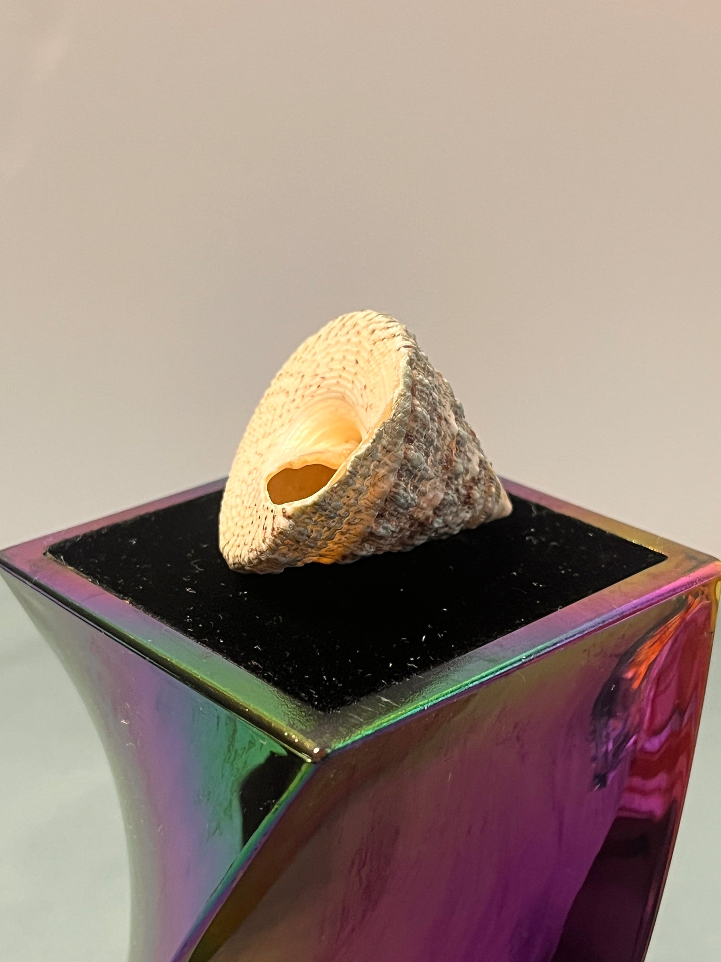 Shell Shipped Seashell Gift Bag