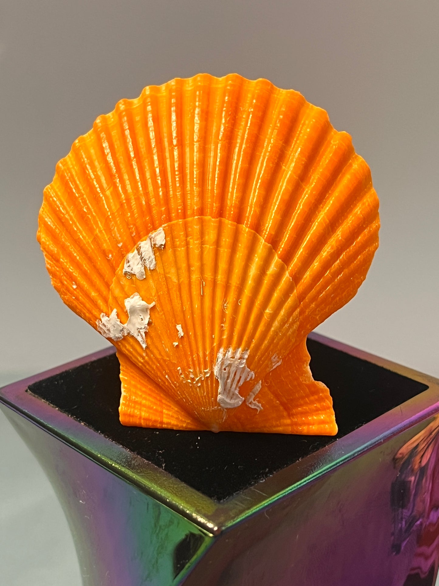 Shell Shipped Seashell Gift Bag