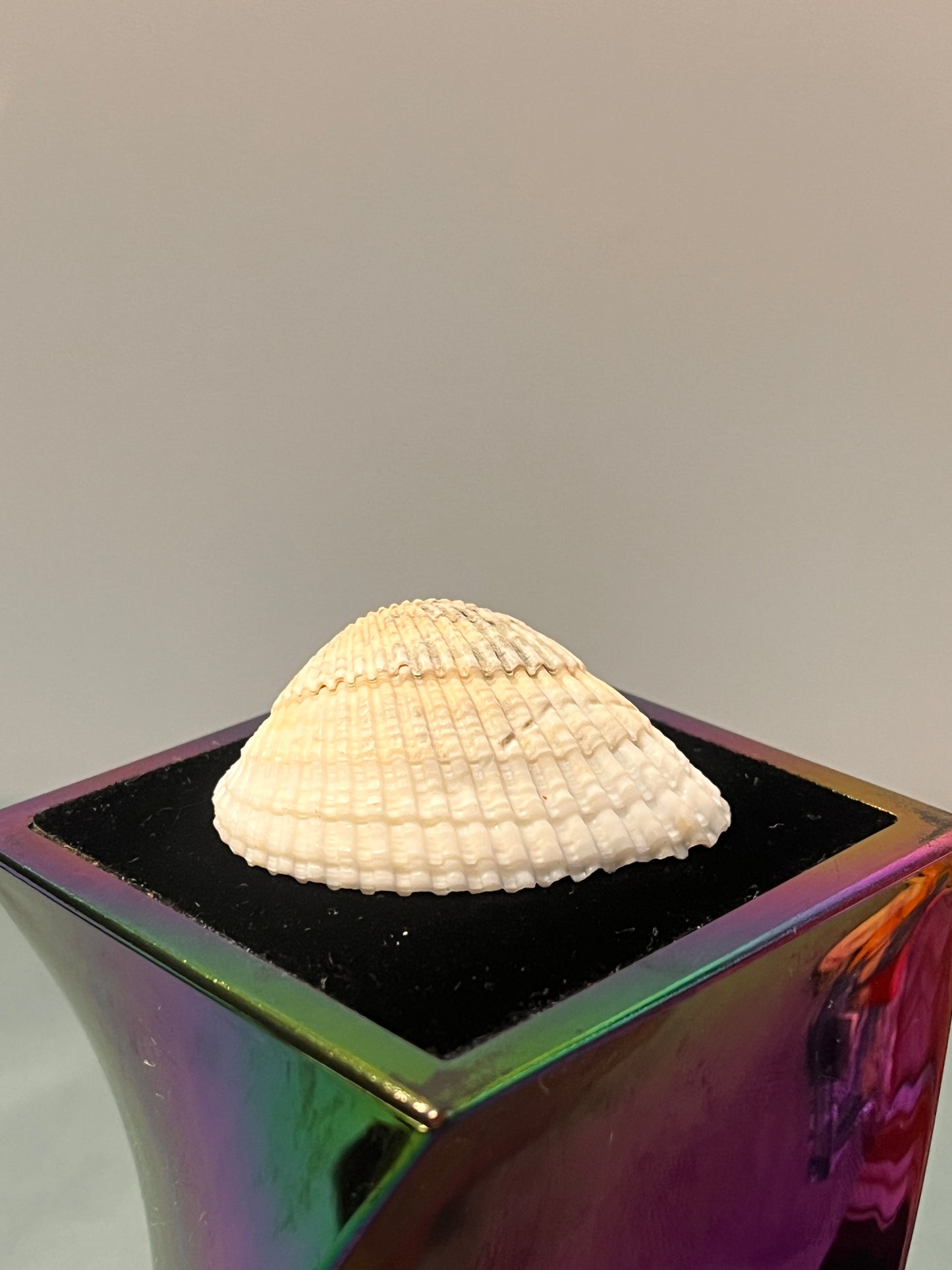 Shell Shipped Seashell Gift Bag
