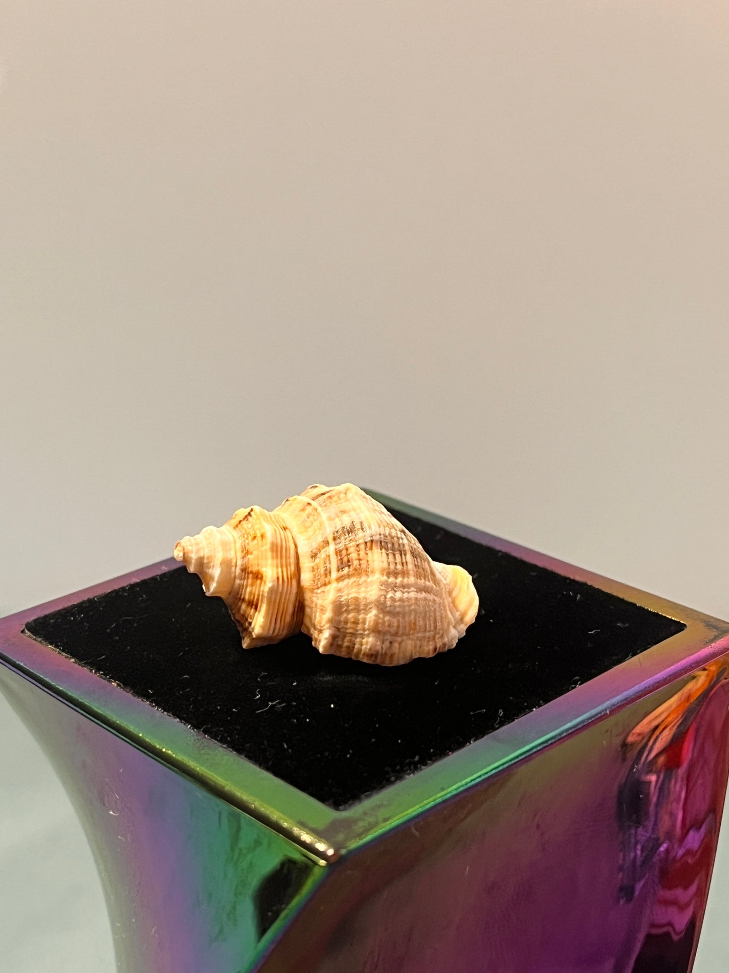 Shell Shipped Seashell Gift Bag