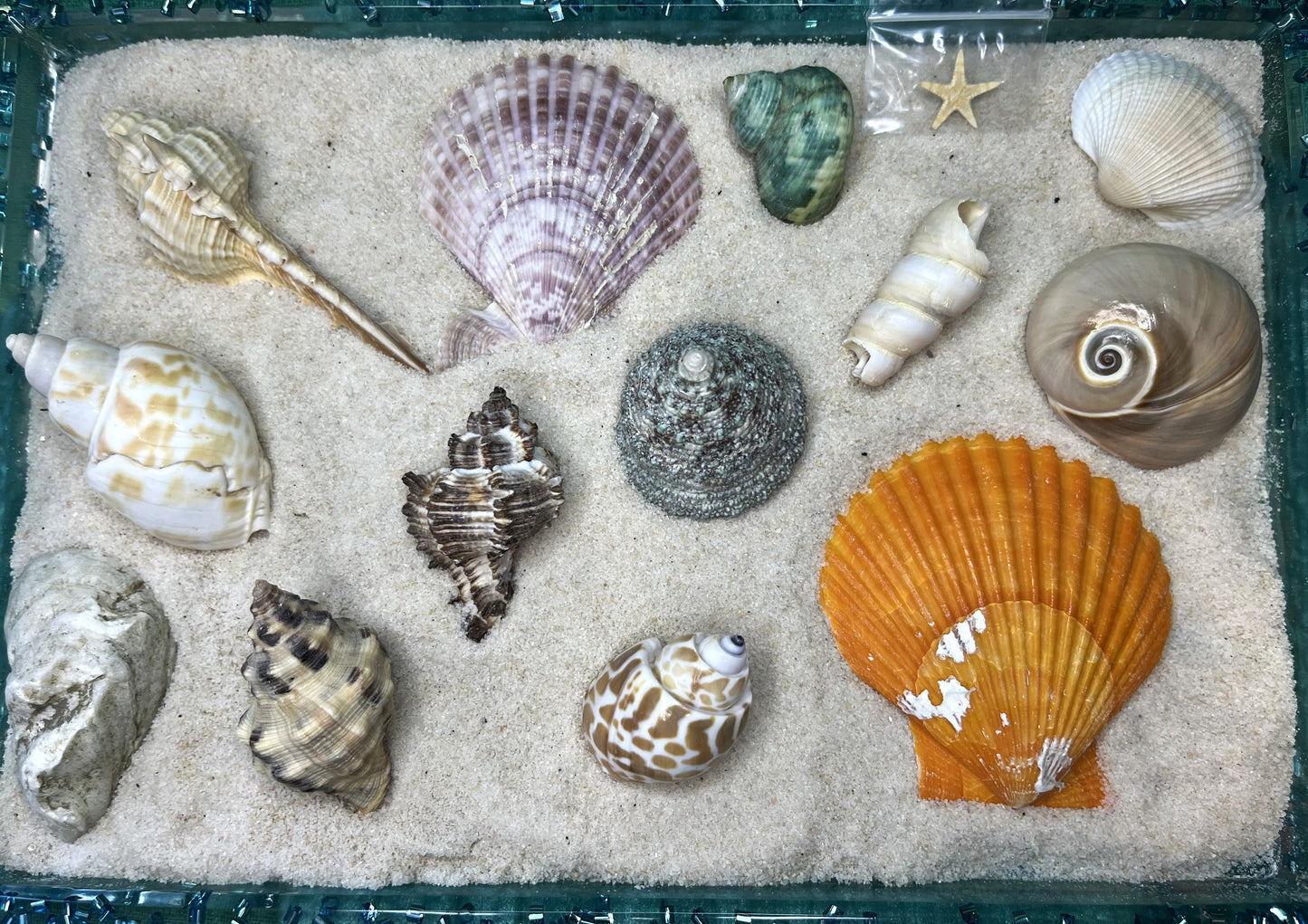 Shell Shipped Seashell Gift Bag