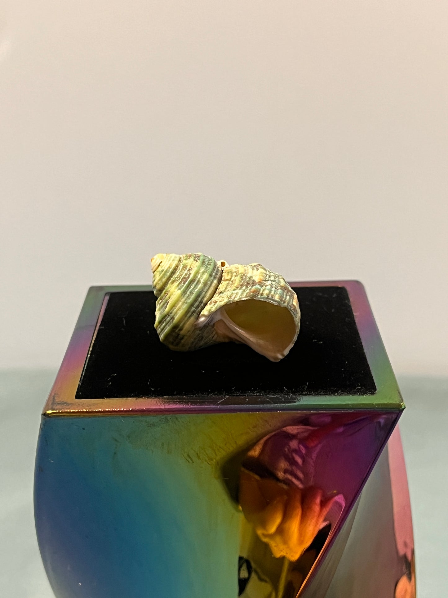 Shell Shipped Seashell Gift Bag