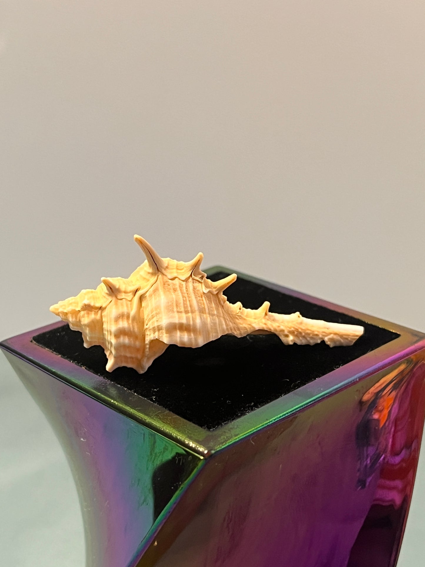 Shell Shipped Seashell Gift Bag