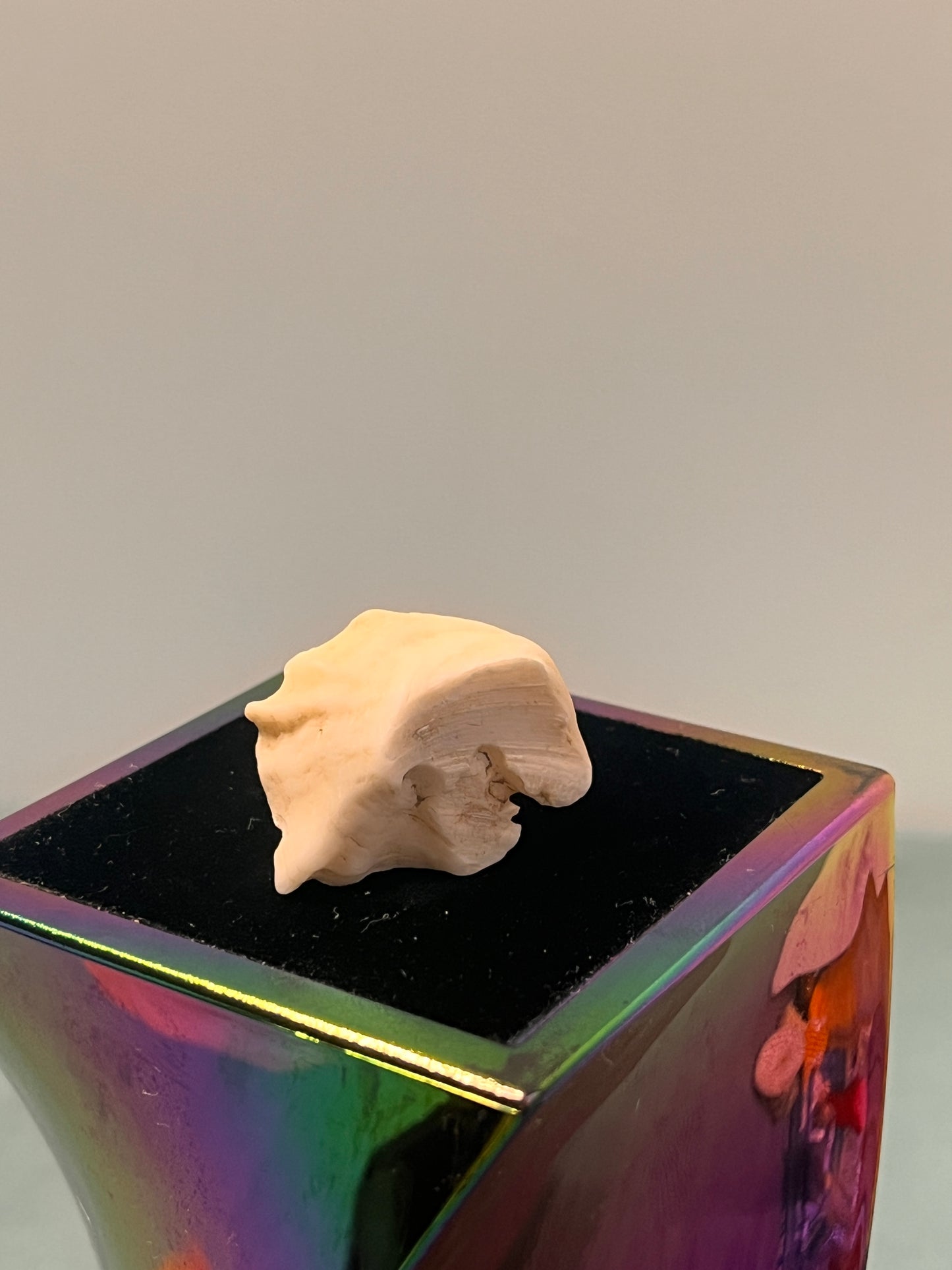 Shell Shipped Seashell Gift Bag